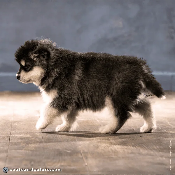 coatsandcolors.com Alaskan Malamute Coat Colors black white puppy young