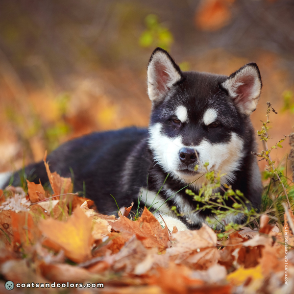 coatsandcolors.com Alaskan Malamute Coat Colors black white puppy