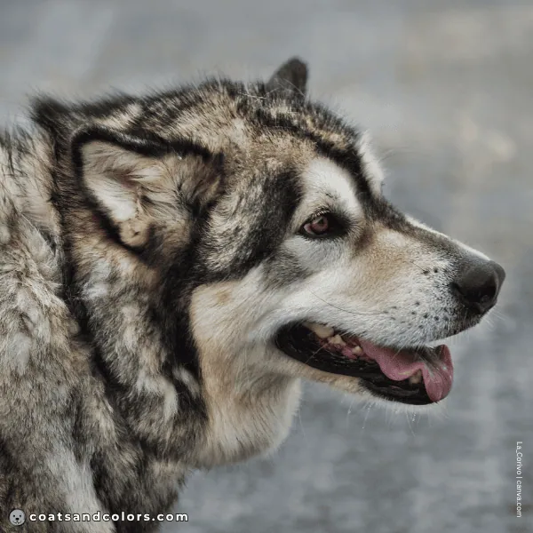 coatsandcolors.com Alaskan Malamute Coat Colors closed face