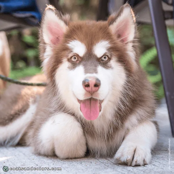coatsandcolors.com Alaskan Malamute Coat Colors eye color 1 red puppy
