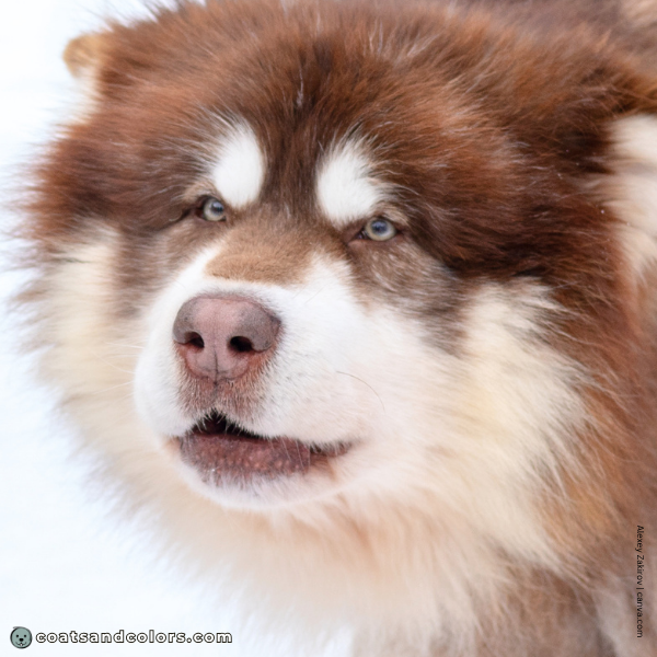 coatsandcolors.com Alaskan Malamute Coat Colors eye color 1 red