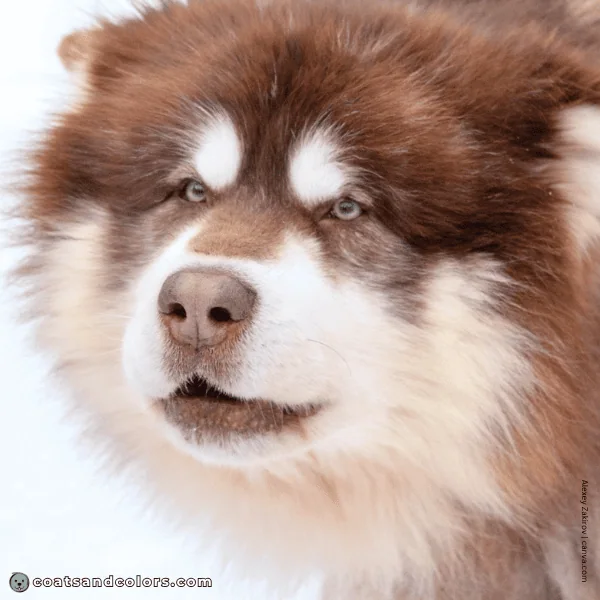 coatsandcolors.com Alaskan Malamute Coat Colors eye color 1 red