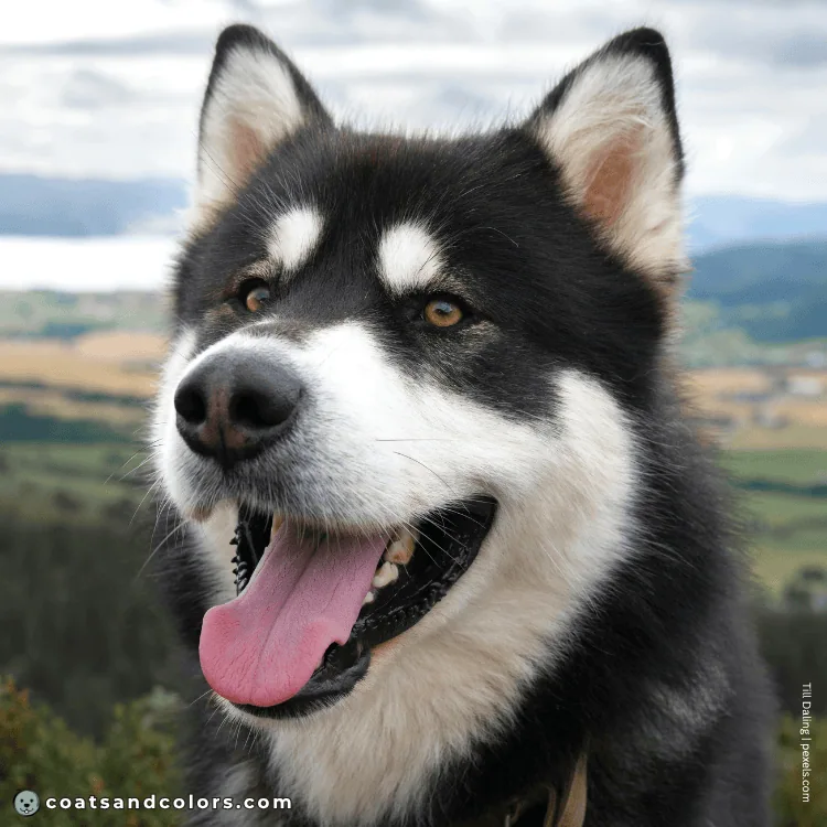 coatsandcolors.com Alaskan Malamute Coat Colors eye color brown 1