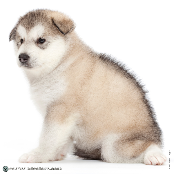 coatsandcolors.com Alaskan Malamute Coat Colors gray white puppy 2