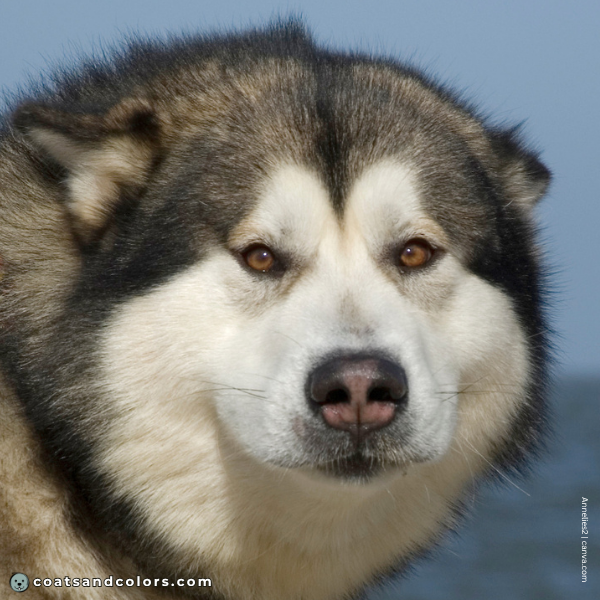 coatsandcolors.com Alaskan Malamute Coat Colors medium brown eyes
