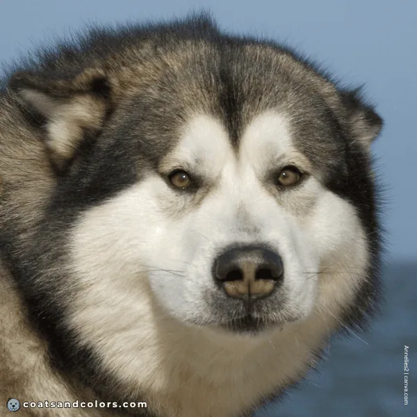coatsandcolors.com Alaskan Malamute Coat Colors medium brown eyes