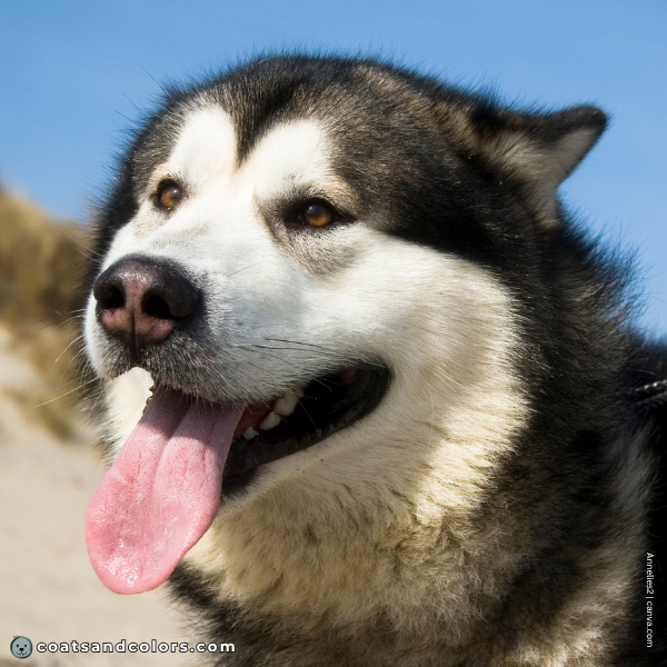 coatsandcolors.com Alaskan Malamute Coat Colors open face 2
