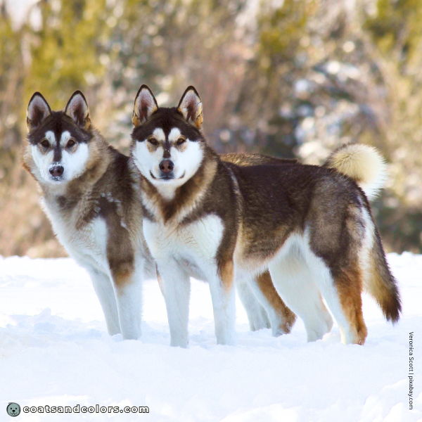 coatsandcolors.com Alaskan Malamute Coat Colors red trimmings 2