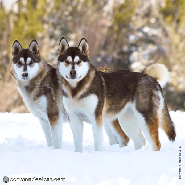 coatsandcolors.com Alaskan Malamute Coat Colors red trimmings 2