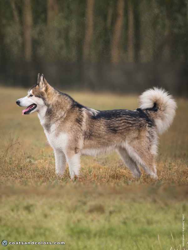 coatsandcolors.com Alaskan Malamute Coat Colors sable white 3