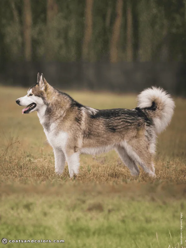 coatsandcolors.com Alaskan Malamute Coat Colors sable white 3