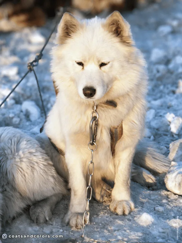 coatsandcolors.com Alaskan Malamute Coat Colors solid white 1