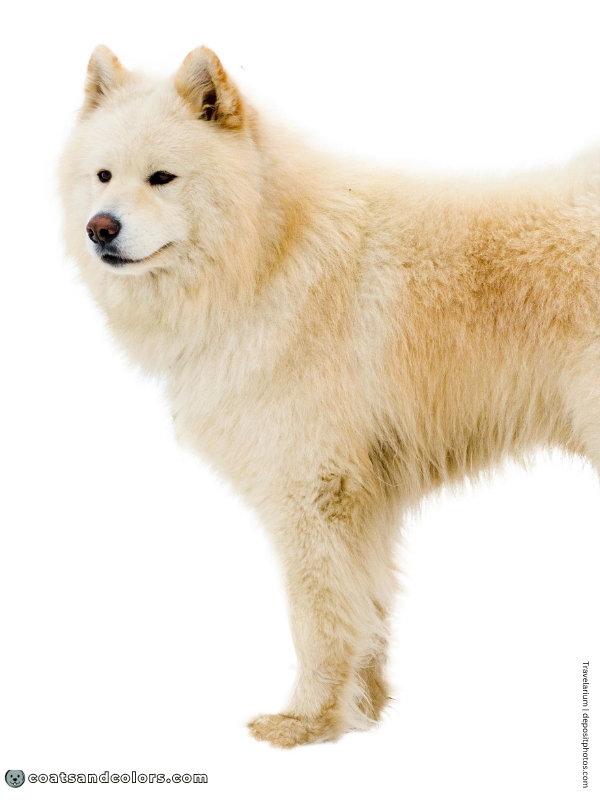 coatsandcolors.com Alaskan Malamute Coat Colors solid white 2