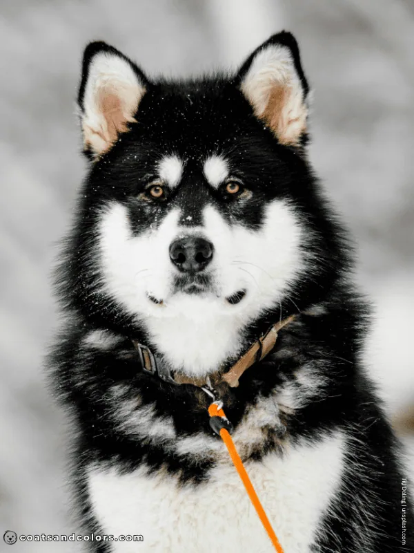 coatsandcolors.com Alaskan Malamute Coat Colors tan point face markings