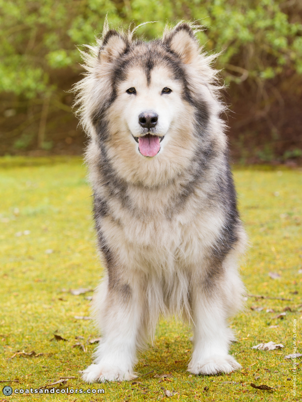 coatsandcolors.com Alaskan Malamute Coat Colors wooly 3