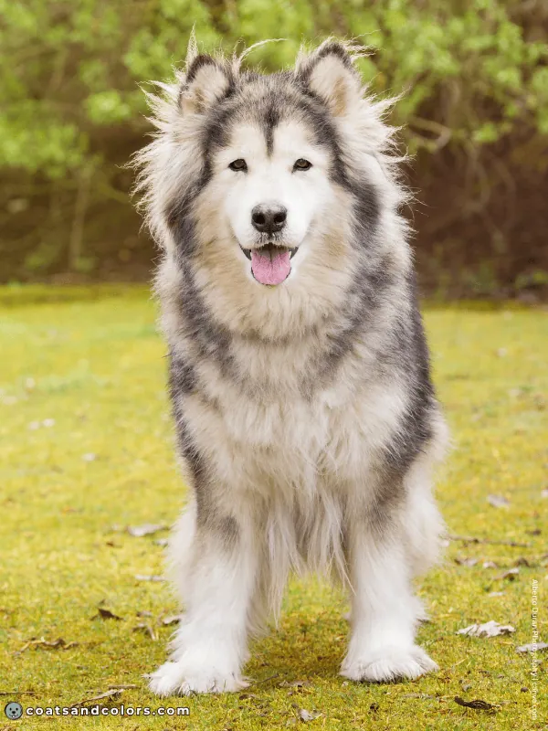 coatsandcolors.com Alaskan Malamute Coat Colors wooly 3