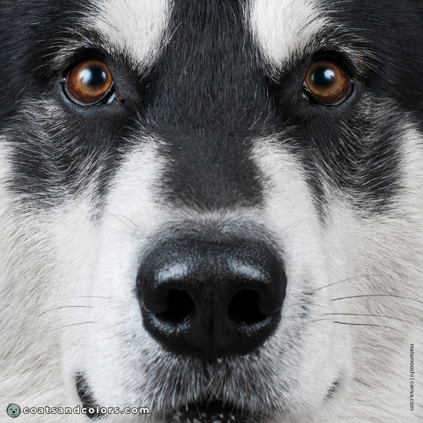 coatsandcolors.com Alaskan Malamute Coat Colors black nose 1