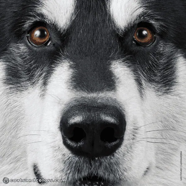 coatsandcolors.com Alaskan Malamute Coat Colors black nose 1