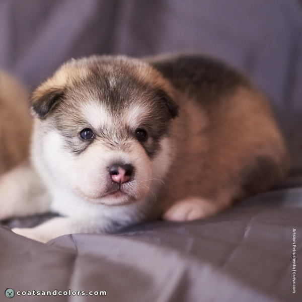 coatsandcolors.com Alaskan Malamute Coat Colors gray puppy young