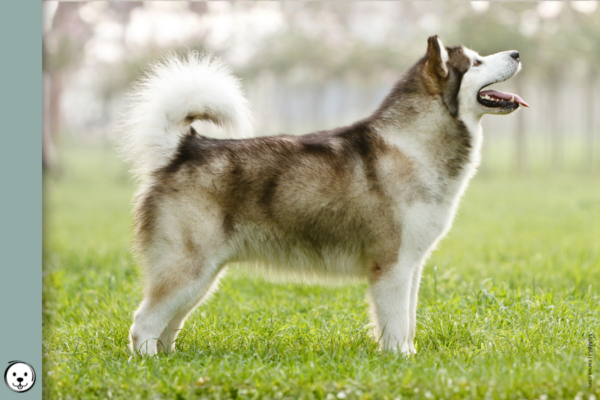 coatsandcolors.com Alaskan Malamute Colors 900x600 b