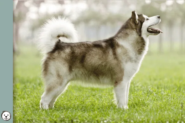 coatsandcolors.com Alaskan Malamute Colors 900x600 b