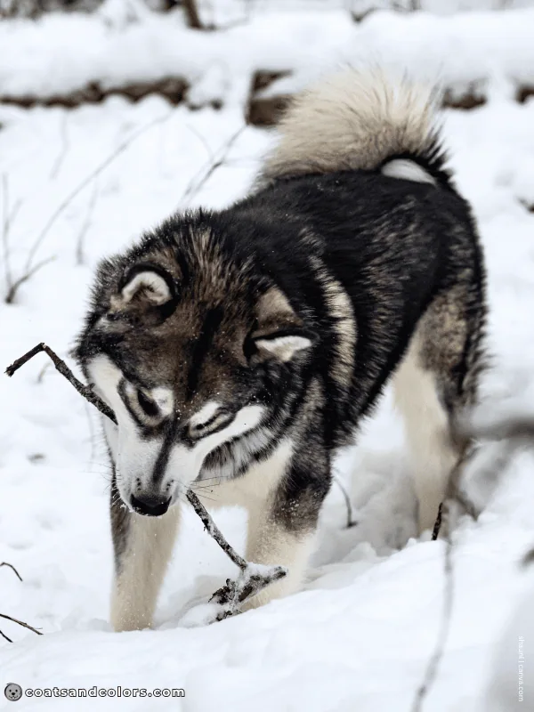 coatsandcolors.com Alaskan Malamute Colors agouti white 1