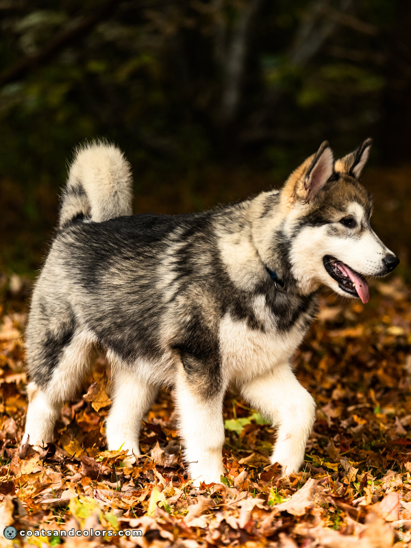 coatsandcolors.com Alaskan Malamute Colors agouti white 2