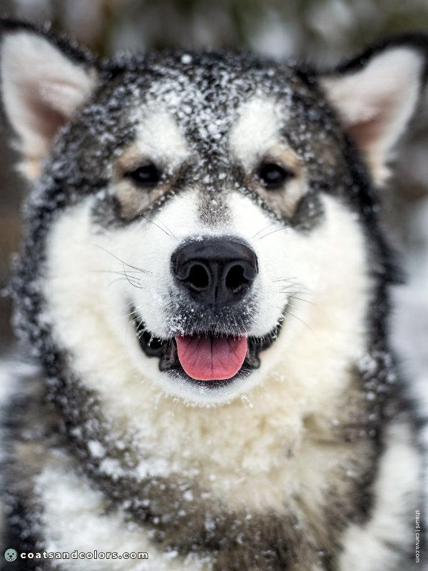 coatsandcolors.com Alaskan Malamute Colors agouti white 3