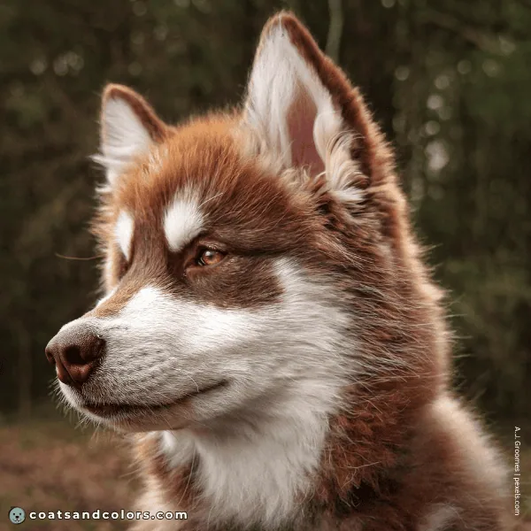 coatsandcolors.com Alaskan Malamute Colors base color brown