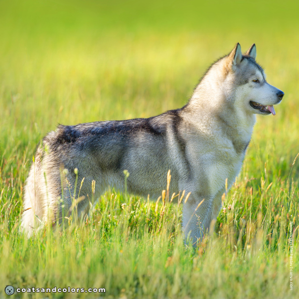 coatsandcolors.com Alaskan Malamute Colors base pattern agouti domino