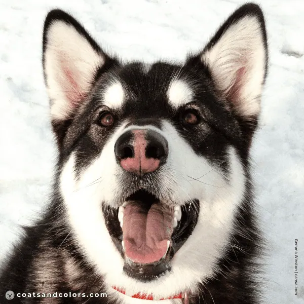 coatsandcolors.com Alaskan Malamute Colors black domino nose