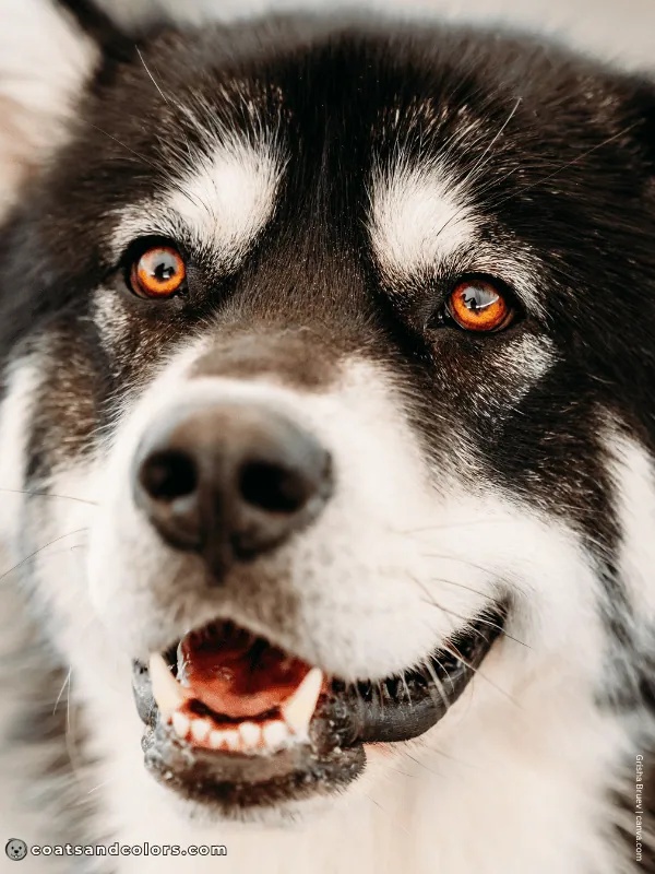 coatsandcolors.com Alaskan Malamute Colors black white 1