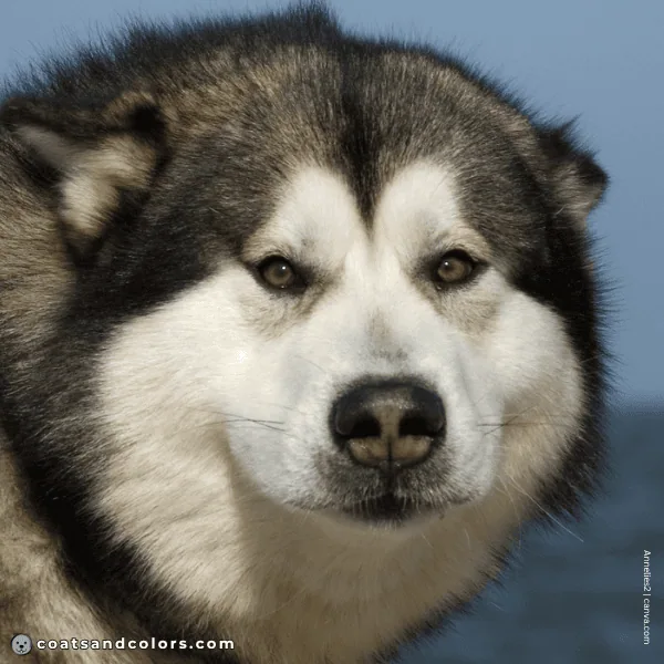 coatsandcolors.com Alaskan Malamute Colors cap
