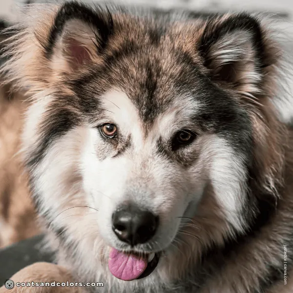 coatsandcolors.com Alaskan Malamute Colors caps and goggles