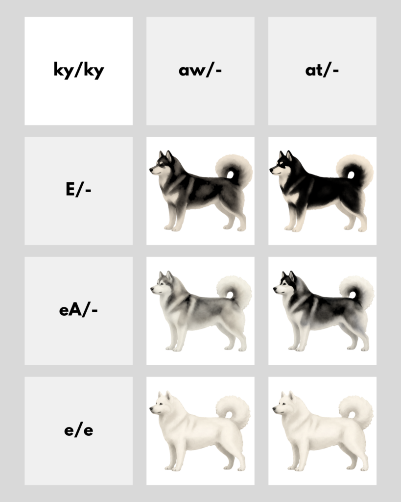 coatsandcolors.com Alaskan Malamute Colors color chart 2026