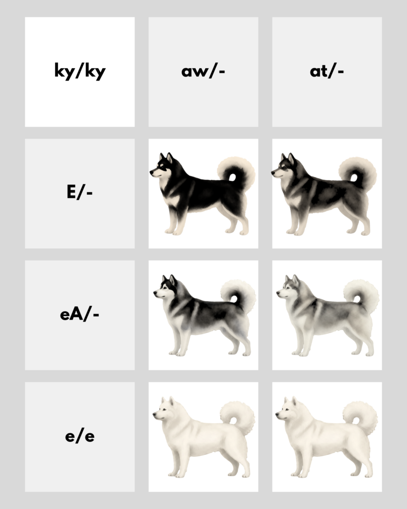 coatsandcolors.com Alaskan Malamute Colors color chart c