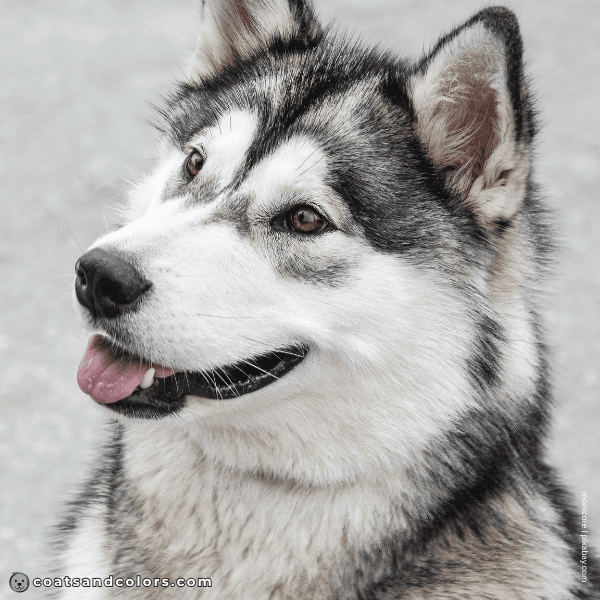 coatsandcolors.com Alaskan Malamute Colors eye shadow