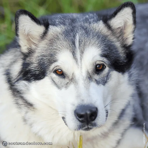 coatsandcolors.com Alaskan Malamute Colors goggles