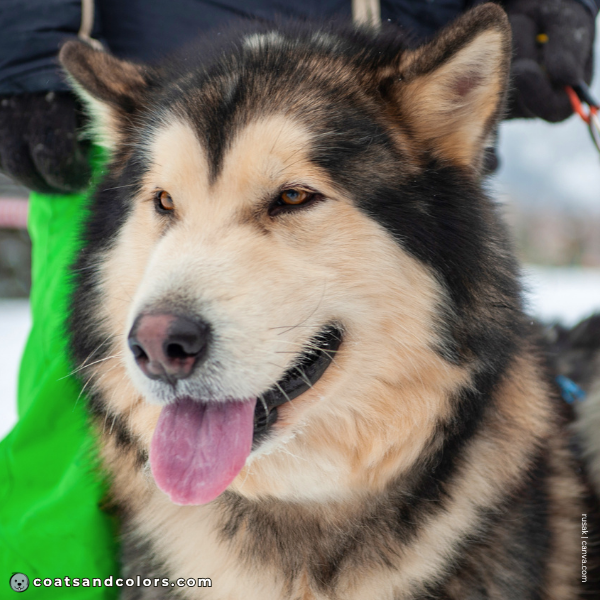 coatsandcolors.com Alaskan Malamute Colors golden tan