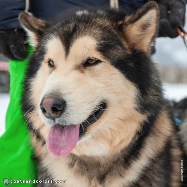 coatsandcolors.com Alaskan Malamute Colors golden tan