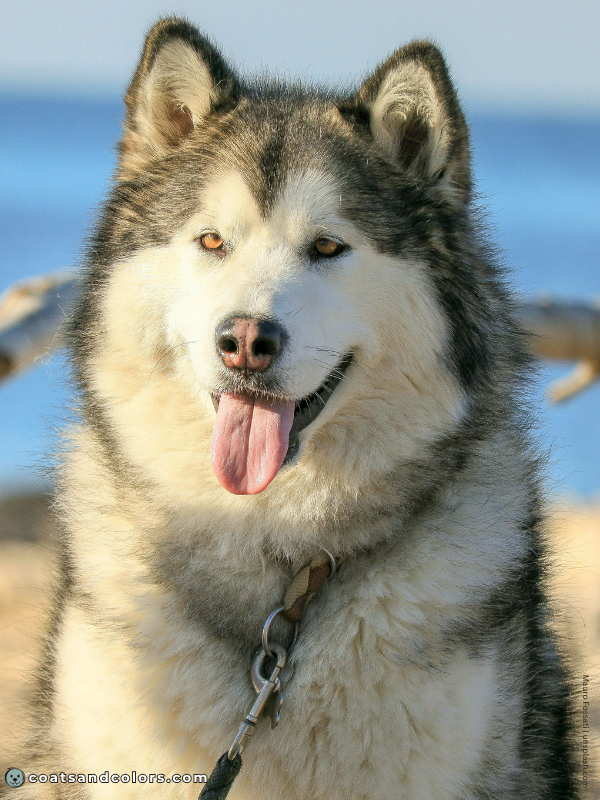 coatsandcolors.com Alaskan Malamute Colors gray white 1