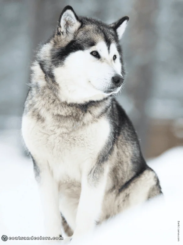 coatsandcolors.com Alaskan Malamute Colors gray white 2