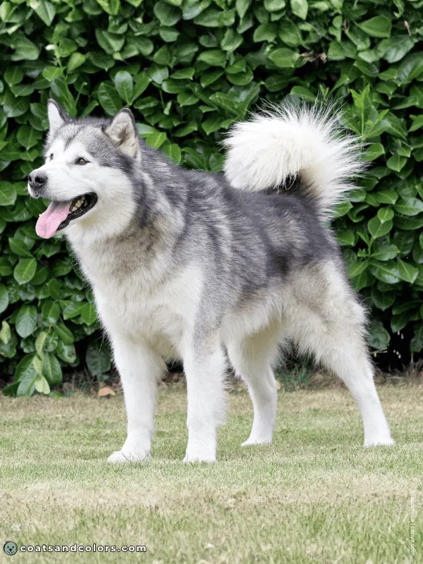 coatsandcolors.com Alaskan Malamute Colors gray white 3