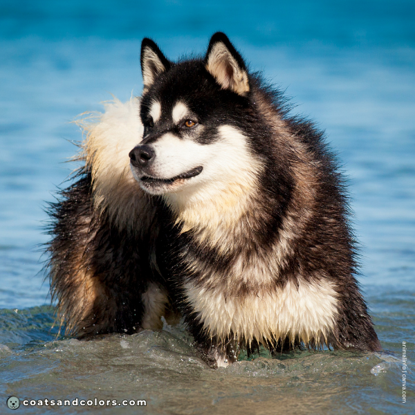coatsandcolors.com Alaskan Malamute Colors necklace