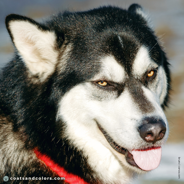 coatsandcolors.com Alaskan Malamute Colors nose bar 2