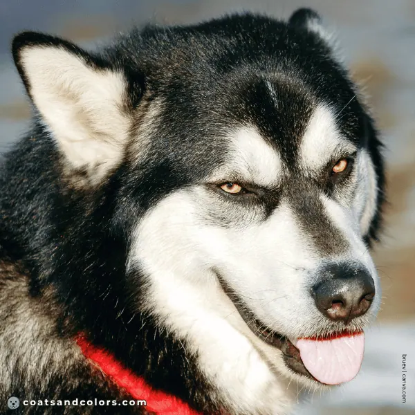 coatsandcolors.com Alaskan Malamute Colors nose bar 2