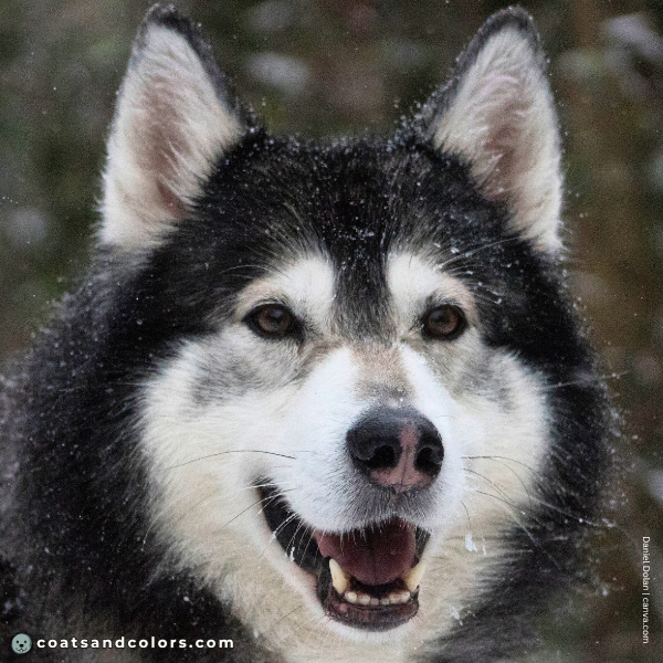 coatsandcolors.com Alaskan Malamute Colors nose bar