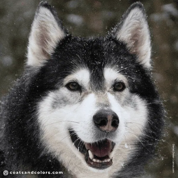 coatsandcolors.com Alaskan Malamute Colors nose bar