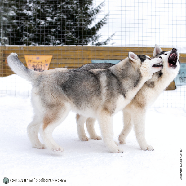 coatsandcolors.com Alaskan Malamute Colors red trimmings