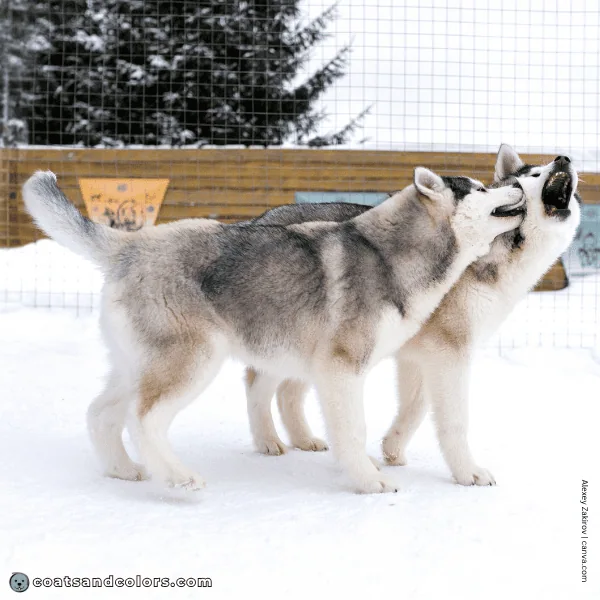 coatsandcolors.com Alaskan Malamute Colors red trimmings
